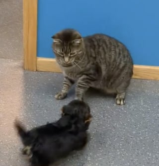 Illustration de l'article : La joie de ce chiot Yorkshire qui rencontre des chats pour la première fois ne semble pas communicative (vidéo)