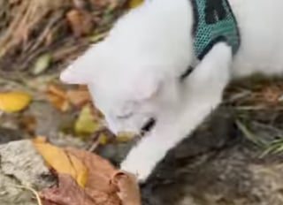 Illustration de l'article : Un chat aveugle découvre pour la première fois les joies de l’automne (vidéo)