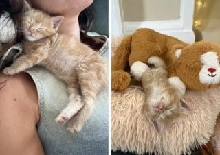 Illustration de l'article : 15 chats de refuge qui savent parfaitement user de leur charme