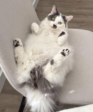 Illustration de l'article : 15 chats de refuge qui savent parfaitement user de leur charme