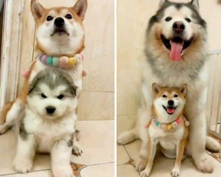 Illustration de l'article : 18 photos de chiens et de chats pour vous faire mourir de rire