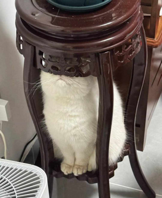 Illustration de l'article : 18 photos de chiens et de chats pour vous faire mourir de rire