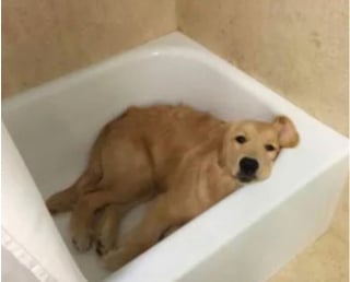 Illustration de l'article : 18 photos de chiens et de chats pour vous faire mourir de rire