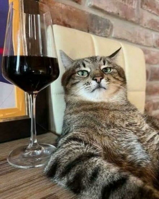 Illustration de l'article : 18 photos de chiens et de chats pour vous faire mourir de rire