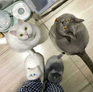 Illustration de l'article : 18 photos de chiens et de chats pour vous faire mourir de rire