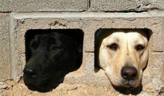 Illustration de l'article : 18 photos de chiens et de chats pour vous faire mourir de rire