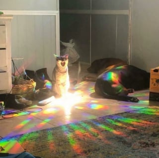 Illustration de l'article : 18 photos de chiens et de chats pour vous faire mourir de rire