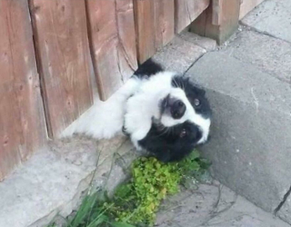 Illustration de l'article : 18 photos de chiens et de chats pour vous faire mourir de rire