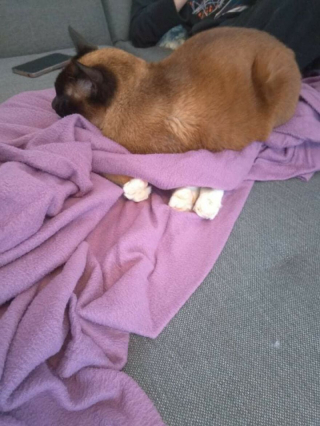 Illustration de l'article : 18 photos de chiens et de chats pour vous faire mourir de rire