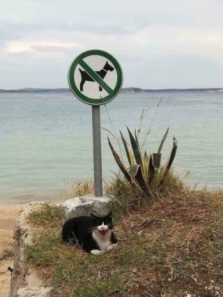 Illustration de l'article : 18 photos de chiens et de chats pour vous faire mourir de rire