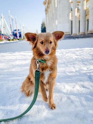 Illustration de l'article : En Ukraine, cette chienne errante menacée par le passé a été confrontée à un échec d’adoption avant de rencontrer sa famille pour la vie (vidéo)
