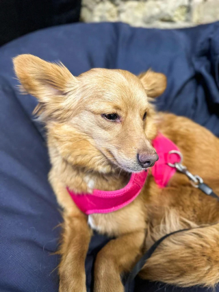 Illustration de l'article : En Ukraine, cette chienne errante menacée par le passé a été confrontée à un échec d’adoption avant de rencontrer sa famille pour la vie (vidéo)