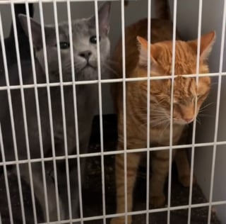 Illustration de l'article : Après une adoption ratée, ces 2 inséparables chats de refuge vivent une nouvelle déception mais restent plus soudés que jamais (vidéo)