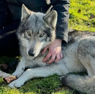 Illustration de l'article : Un chien-loup fugue après son sauvetage et donne lieu à 5 jours de recherches ininterrompues sur plusieurs communes