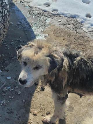 Illustration de l'article : Une chienne est transformée par son sauvetage et son adoption après avoir été enchaînée pendant la première année de sa vie