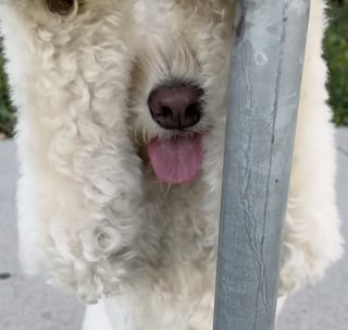 Illustration de l'article : Un adorable Goldendoodle joue à cache-cache dès qu’il en a l’occasion et répand sa bonne humeur autour de lui (vidéo)