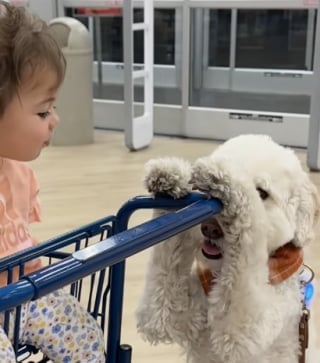 Illustration de l'article : Un adorable Goldendoodle joue à cache-cache dès qu’il en a l’occasion et répand sa bonne humeur autour de lui (vidéo)