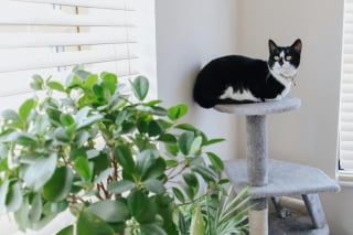 Illustration de l'article : 6 astuces imparables pour éloigner les chats de vos plantes