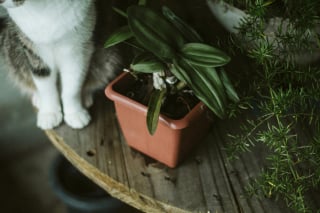 Illustration de l'article : 6 astuces imparables pour éloigner les chats de vos plantes