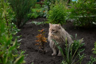 Illustration de l'article : 6 astuces imparables pour éloigner les chats de vos plantes