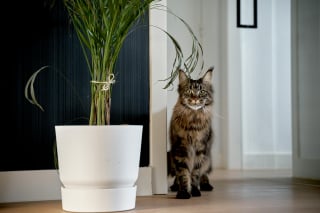 Illustration de l'article : 6 astuces imparables pour éloigner les chats de vos plantes