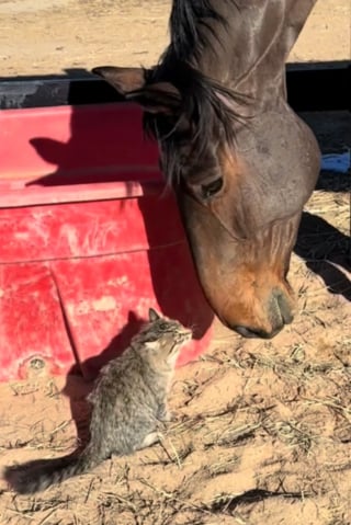 Illustration de l'article : Un chat et un cheval défient les lois de la nature par leur amitié attendrissante (vidéo)