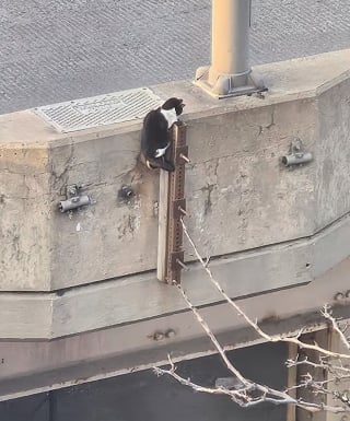 Illustration de l'article : Piégée sur une autoroute, cette petite chatte a été sauvée grâce à la solidarité de toute une ville !