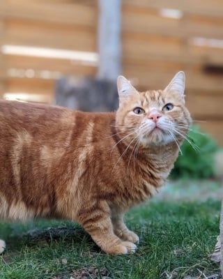 Illustration de l'article : Un chat endeuillé s'échappe lors d'un voyage en train et disparaît en gare où il reste introuvable pendant une semaine