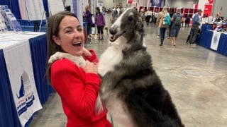 Illustration de l'article : Chienne de concours et de thérapie, cette Barzoï participe à un prestigieux évènement canin avant de réconforter les victimes d'incendies