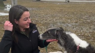 Illustration de l'article : Chienne de concours et de thérapie, cette Barzoï participe à un prestigieux évènement canin avant de réconforter les victimes d'incendies