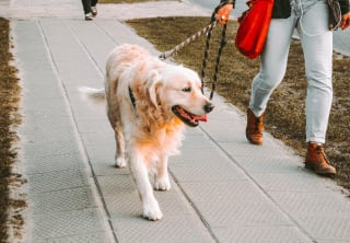 Illustration de l'article : Réalisez votre rêve en devenant éducateur comportementaliste canin grâce à la formation à distance d’EFM Métiers Animaliers