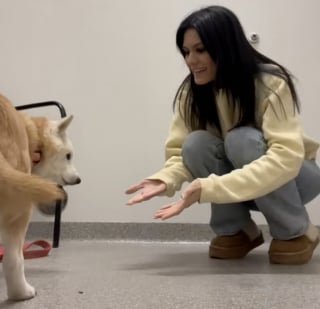 Illustration de l'article : Arrivée au refuge avec l’idée d’adopter un chiot, une jeune femme tombe sous le charme d’un chien de 15 ans (vidéo)