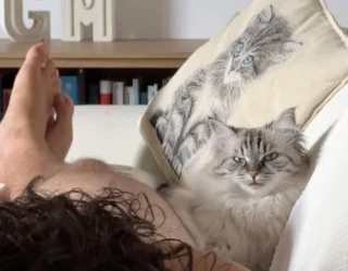 Illustration de l'article : La relation entre son chat Sibérien et son petit ami rendrait presque jalouse cette jeune maman qui documente avec humour son quotidien (vidéo)