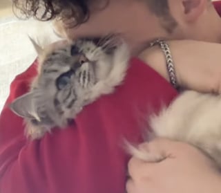 Illustration de l'article : La relation entre son chat Sibérien et son petit ami rendrait presque jalouse cette jeune maman qui documente avec humour son quotidien (vidéo)