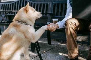 Illustration de l'article : 13 façons silencieuses dont les chiens guérissent nos cœurs