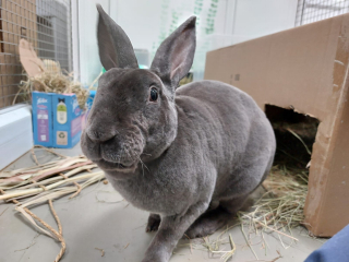 Illustration de l'article : Secouru in extremis, ce lapin avait des dents tellement grandes qu’elles ressemblaient presque à des défenses !