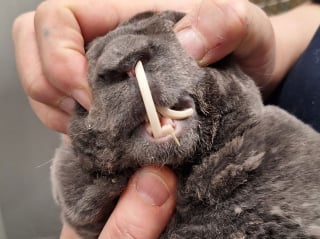 Illustration de l'article : Secouru in extremis, ce lapin avait des dents tellement grandes qu’elles ressemblaient presque à des défenses !