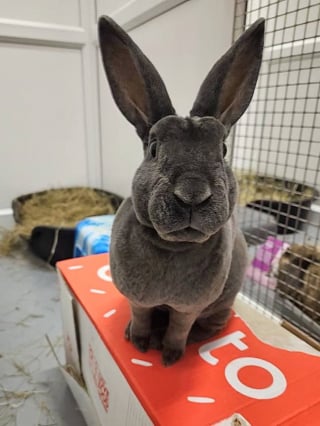 Illustration de l'article : Secouru in extremis, ce lapin avait des dents tellement grandes qu’elles ressemblaient presque à des défenses !