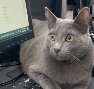 Illustration de l'article : Fauteur de trouble professionnel, ce chat accueilli dans une clinique vétérinaire apporte humour et joie de vivre sur son lieu de travail (vidéo)