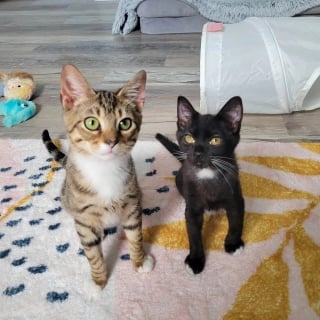 Illustration de l'article : Deux chatons errants complémentaires se rencontrent dans leur foyer d’accueil après une début de vie préoccupant 