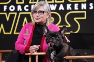 Illustration de l'article : « Il a traversé le pont arc-en-ciel », l’annonce bouleversante du décès du Bouledogue Français de l’actrice Carrie Fisher