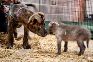 Illustration de l'article : Un chiot quitte le refuge pour le zoo où il a pour mission d’aider un jeune canidé sauvage orphelin à grandir