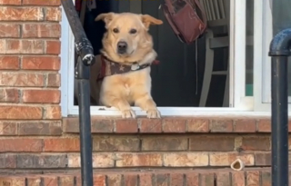 Illustration de l'article : Un chien reconnaît au loin la camionnette de son humain parti à l'université 6 mois plus tôt, et c'est l'extase (vidéo)