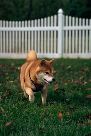 Illustration de l'article : 5 conseils pour que votre chien ne puisse pas s’échapper de votre jardin