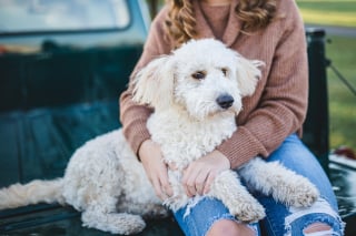 Illustration de l'article : 15 manières permettant à votre chien de détecter que vous avez besoin d’être réconforté