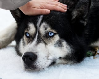 Illustration de l'article : 15 manières permettant à votre chien de détecter que vous avez besoin d’être réconforté