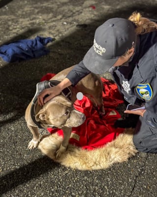 Illustration de l'article : La charité émouvante d’une équipe de vétérinaires ayant reçu un chien victime d’une fusillade dans un campement 