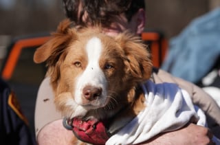 Illustration de l'article : Un chien perdu dans les bois et son maître piégé par la boue revoient les policiers qui les ont sauvés lors d'une cérémonie émouvante 