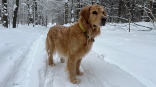 Illustration de l'article : Sauvé par sa chienne après un grave accident de ski, cet homme a échappé de peu à une fin tragique