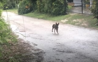 Illustration de l'article : Une chienne errante ayant besoin d'aide vient à la rencontre d'un duo de bénévoles à qui elle révèle le secret qu'elle cache dans la forêt